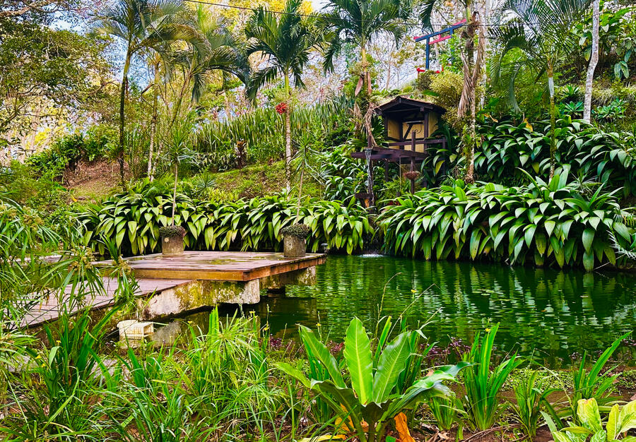 The koi pond in Costa Rica.
